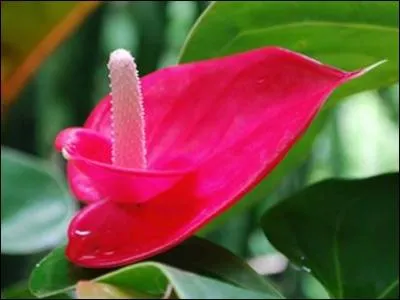 Quel est l'autre nom de la plante  la langue de feu  ?