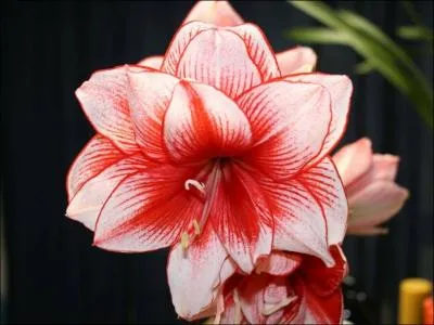 Quel est l'autre nom de l'amaryllis ?