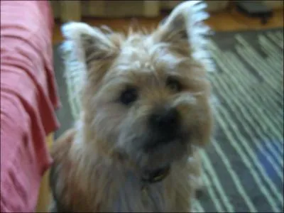 De quelle taille est le cairn terrier ?