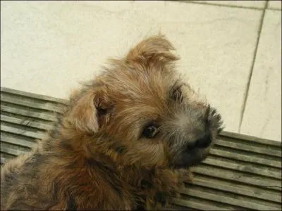 De quelle couleur sont ses yeux ?