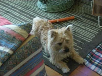 Comment sont ses oreilles ?