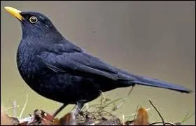 Quel est cet oiseau ?