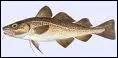 Quel poisson porte aussi le nom de cabillaud ?