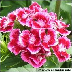 Quelle est cette fleur ?