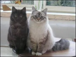 Quelle est cette race de chat ?