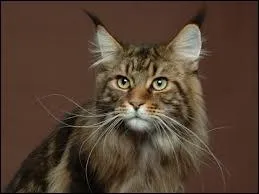 Quelle est cette race de chat ?