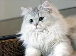Quelle est cette race de chat ?