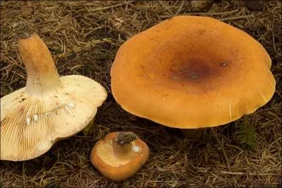 Quel est ce lactaire ?