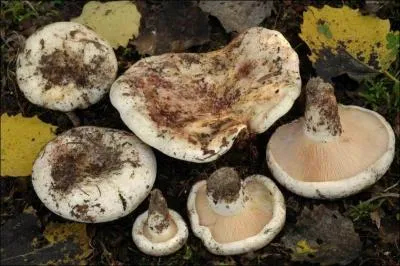 Quel est ce lactaire ?