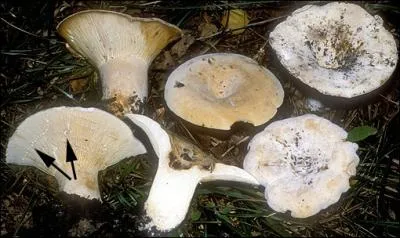 Quel est ce lactaire ?