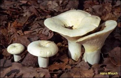 Quel est ce lactaire ?