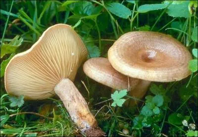 Quel est ce lactaire ?