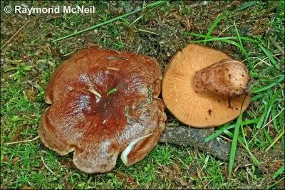 Quel est ce lactaire ?