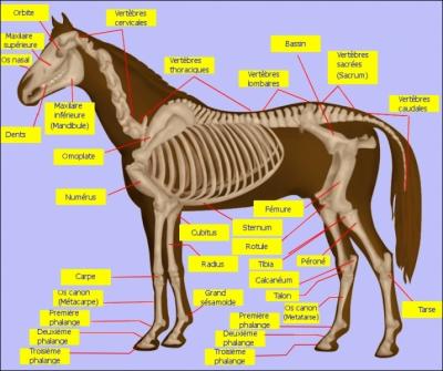 [Attention QCM] Combien le cheval a-t-il de cervicales ?
