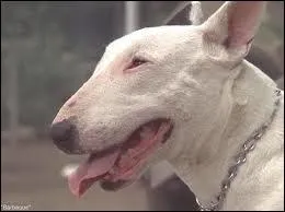 Comment se prnomme le chien de Boyington ?