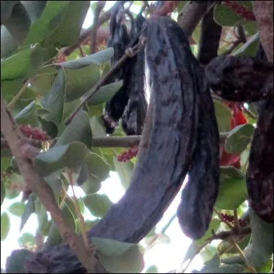 Quel est cet arbre cultiv dans les pays mditerranens dont les les gousses sont utilises pour produire de la farine et la gomme et qui a une dure de vie de plus de 500 ans ?