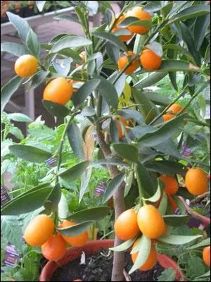 Quel est cet arbuste qui produit ces petits fruits amers ?