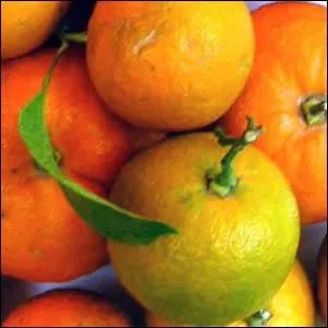 Quel est cet arbre qui donne des fruits peu charnus et amers utiliss pour la confiture ?