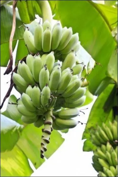 Quel est cette plante ?
