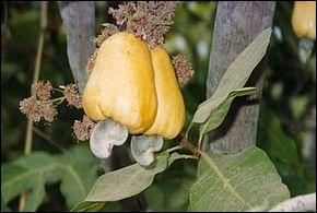 Quel est cet arbre dont l'amande du fruit est la noix de cajou ?