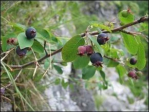 Quel est cet arbuste ?