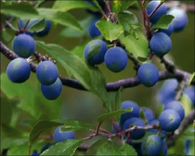 Quel est cet arbre ?