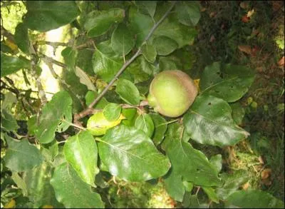 Quel est cet arbre qui produit des fruits  consommer en confitures ou en geles ?