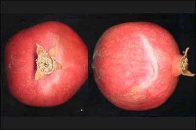 Sur quel arbre poussent ces fruits ?