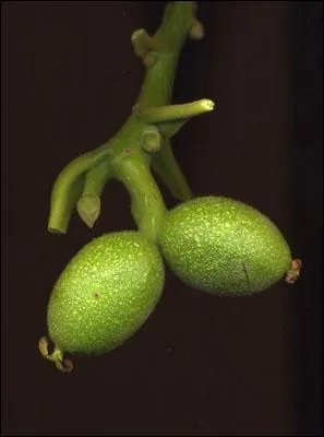 De quel arbre sont issus ces fruits ?