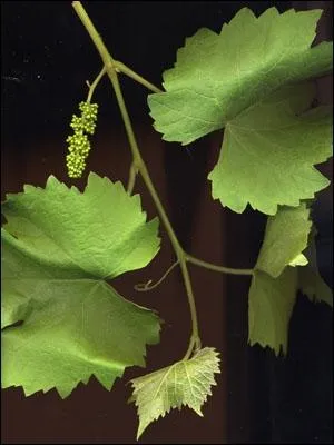 Quel est cet arbuste ?