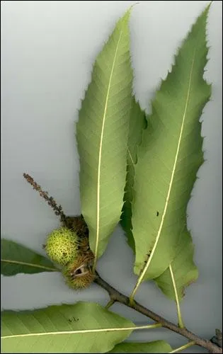 A quel arbre appartiennent ces feuilles et fruits ?