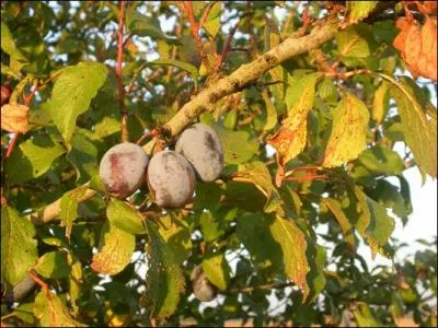 Quel est cet arbre ?