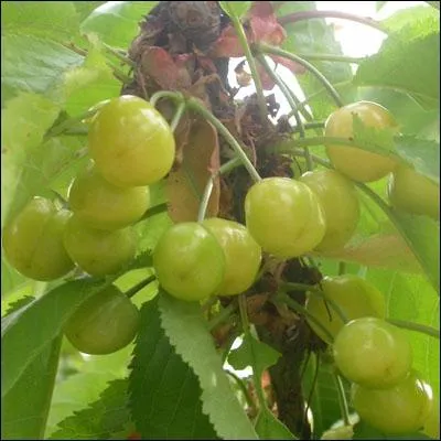 Reconnaissez-vous cet arbre ?