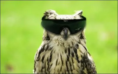 A la tombe de la nuit, il crie : Hou-hou !