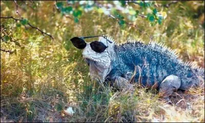 Il a beau se dguiser, on l'a bien reconnu cet animal, c'est le varan, videmment !