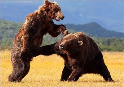 Un ours noir peut tre brun et un grizzly peut tre noir, mais ces deux-l sont bien des grizzlys !