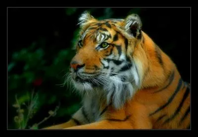 Cette chinoise, Li Quan, a eu une ide originale, rcuprer quelques uns des rares tigres de Chine en captivit, pour les relcher ... en Afrique du sud !