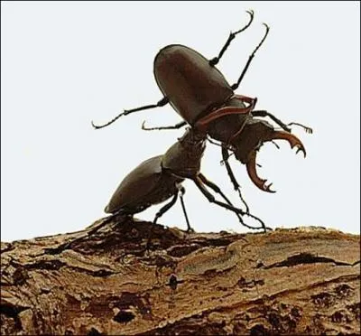 Ajoutez un r au nom de cet insecte et vous pourrez l'ouvrir pour regarder dehors !