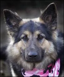 Comment s'appelle le chien de Georgie ?