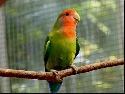 Combien y a-t-il d'espces d'insparables ?