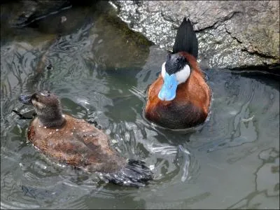L''rismature rousse prfre fuir  la nage plutt qu' tire-d'aile. Invasive en Europe et en Amrique Latine, elle est un danger pour sa cousine  tte blanche. Pourquoi ?