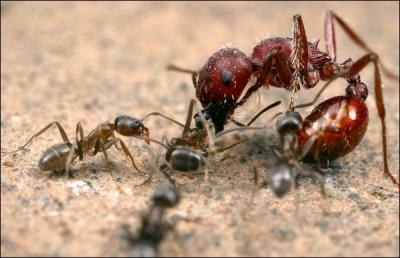 La fourmi d'Argentine conquiert le sud de l'Europe. Outre sa rapidit, son agressivit et la perte de marqueurs d'appartenance  un clan, quel autre lment favorise sa prolifration ?