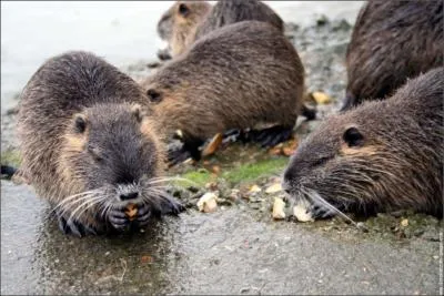 Le ragondin, originaire d'Amrique du Sud a t introduit en Europe pour sa fourrure. Cet animal fragilise les berges, dtruit les cultures et menace des plantes aquatiques. Que fait-il aussi ?