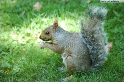 L'cureuil gris, originaire d'Amrique du Nord, menace l'habitat de son cousin d'Europe, ainsi que la sylviculture. Pourquoi ?