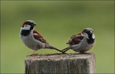 Originaire d'Europe, le moineau domestique a conquis la quasi-totalit des zones tempres, faisant de lui l'oiseau sauvage le plus largement rpandu sur la plante. Comment s'est-il rpandu ?