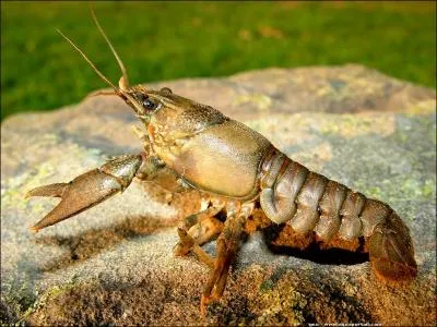 L'crevisse amricaine envahit les lacs et rivires d'Europe. Vorace et agressive, elle se reproduit rapidement. Pourquoi les poissons prfrent-ils manger sa cousine indigne ?