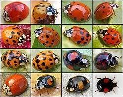 La coccinelle asiatique prolifre en Europe et en Amrique du Nord. Particulirement vorace, elle dvore autant les pucerons que ses cousines endmiques. Pourquoi a t-elle t introduite ?