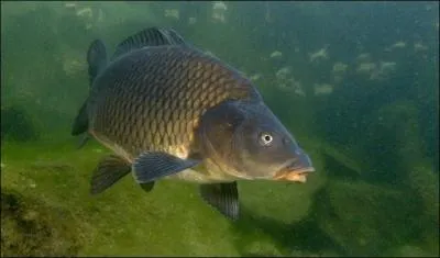 Originaire d'Etrme-Orient, la carpe commune est prsente dans tout l'hmisphre Nord. Elle est considre comme une espce domestique et non nuisible. Quand a t elle t introduite en Europe ?