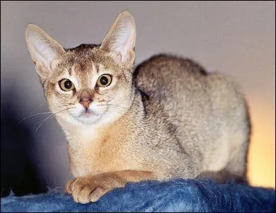 Quel est l'autre nom de l'Abyssin ?