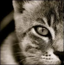 Vrai ou faux : les chats ont une moyenne de vie de 20 ans.